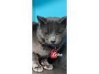 Adopt Echo a Domestic Shorthair / Mixed (short coat) cat in Kendallville