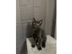 Adopt Binx a All Black Domestic Shorthair / Mixed (short coat) cat in Hyde