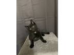 Adopt Tux a Black & White or Tuxedo American Shorthair / Mixed (short coat) cat