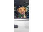 Adopt Peyton a Carolina Dog / Golden Retriever / Mixed dog in Chicago