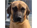 Adopt Tanner a Labrador Retriever / Black Mouth Cur / Mixed dog in Chicago