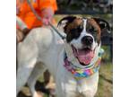 Adopt Remus a Boxer / Mixed dog in Darlington, SC (37259021)