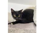 Adopt Theta a All Black Domestic Shorthair cat in Lewis Center, OH (34496681)