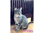 Adopt Finley a Brown Tabby Domestic Shorthair (short coat) cat in Alamo