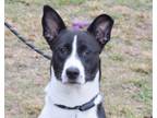 Adopt Mandy a Canaan Dog, Pointer