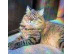 Adopt Mystic a Maine Coon