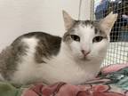 Adopt Cutie Pie (BONDED WITH MISTY) a Domestic Short Hair