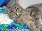 Adopt HEATHER a Tabby