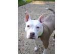 Adopt Scarlett a Pit Bull Terrier