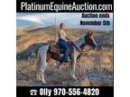 Smooth Gaited Trail Horse Deluxe, Family Safe!!! Go to www.PlatinumEquineAuct...