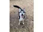 Adopt Jill a Siberian Husky