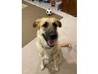 Adopt Dixie - ADOPTED! a Great Pyrenees, German Shepherd Dog