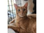 Adopt Alice a Tabby, Domestic Short Hair