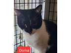 Adopt Doma a Tuxedo, Domestic Short Hair