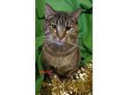 Adopt Muriel a Domestic Short Hair