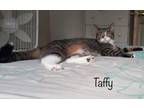 Adopt Sophie and Taffy a Domestic Short Hair