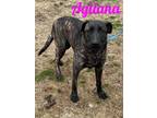 Adopt Agliana a German Shepherd Dog, Cane Corso