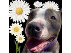 Adopt Daisy a American Staffordshire Terrier, Mixed Breed
