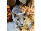 Adopt Carly a American Curl