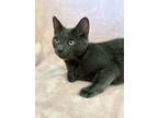 Adopt Khloe a Russian Blue