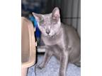 Adopt Suede PERFECTLY IMPERFECT a Russian Blue, Domestic Short Hair
