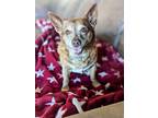 Adopt Myrtle a Corgi