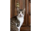 Adopt Jerry a Domestic Short Hair