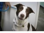 Adopt Tito a Australian Shepherd, Border Collie