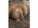 Adopt Chester a Holland Lop