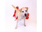 Adopt Pen 163 Charles a Labrador Retriever