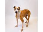 Adopt Dh 5 Kobe Hw ++ a Pit Bull Terrier