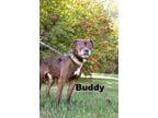 Adopt Buddy a American Staffordshire Terrier