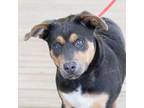 Adopt Dash a Australian Shepherd, American Bully