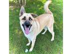 Adopt Cobalt a German Shepherd Dog, Siberian Husky