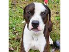 Adopt DEMETRIUS- happy and waiting for his home a American Staffordshire Terrier