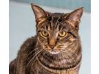 Adopt Sebastian - KBC a Tabby, Domestic Short Hair