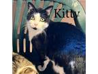 Adopt Kitty a Tuxedo