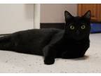 Adopt Gomez a American Shorthair