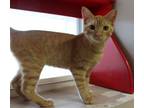 Adopt Garnet a American Shorthair