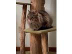 Adopt Clay - Bonded with Carly a Domestic Long Hair, Maine Coon