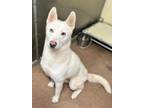 Adopt Salt a Siberian Husky