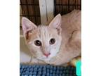 Adopt Handro a Tabby, Domestic Short Hair