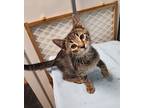 Adopt Bronco a Domestic Short Hair