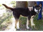 Adopt Champ a German Shepherd Dog, Siberian Husky