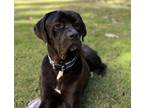 Adopt Barklee a Mastiff, Great Dane