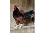 Adopt Gaston a Chicken