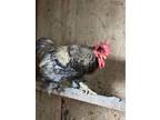 Adopt Leon a Chicken