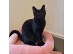 Adopt Pickles a Domestic Short Hair