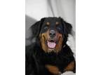 Adopt Rocky BMD a Bernese Mountain Dog