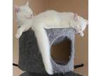 Adopt Jacob & Esme a Domestic Short Hair